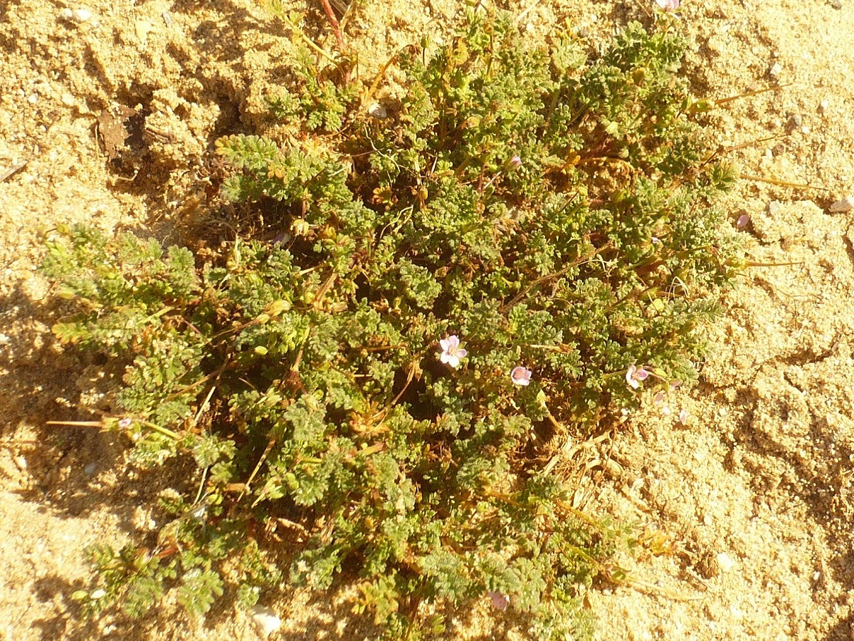 Erodium cicutarium subsp. dunense (Geraniaceae)